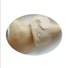 Fungo di Baling in vaso di vetro